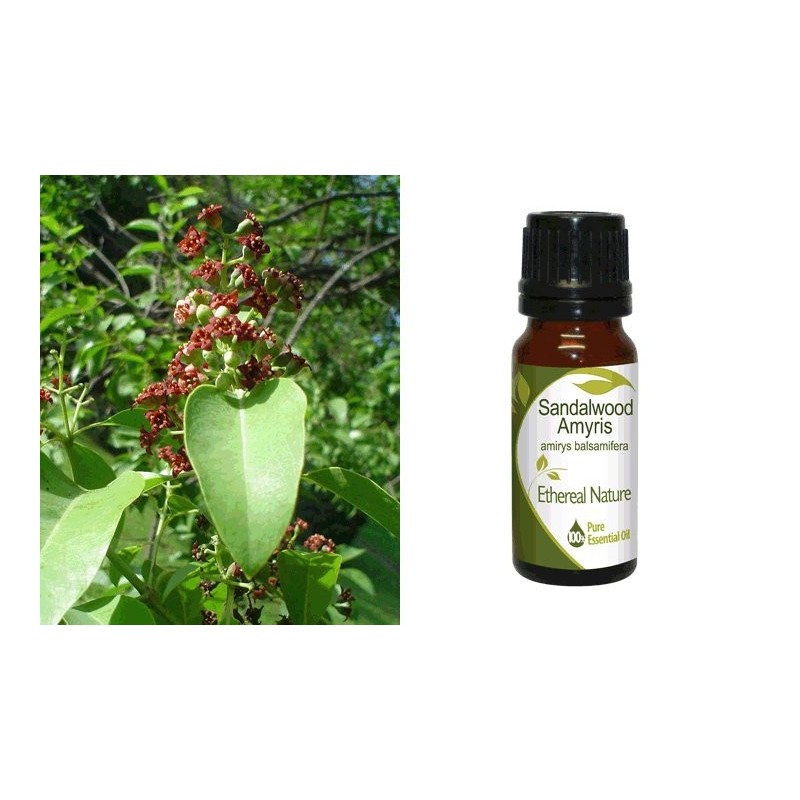 Αιθέριο Έλαιο Σανταλόξυλο (Sandalwood Amyris) 10 ml