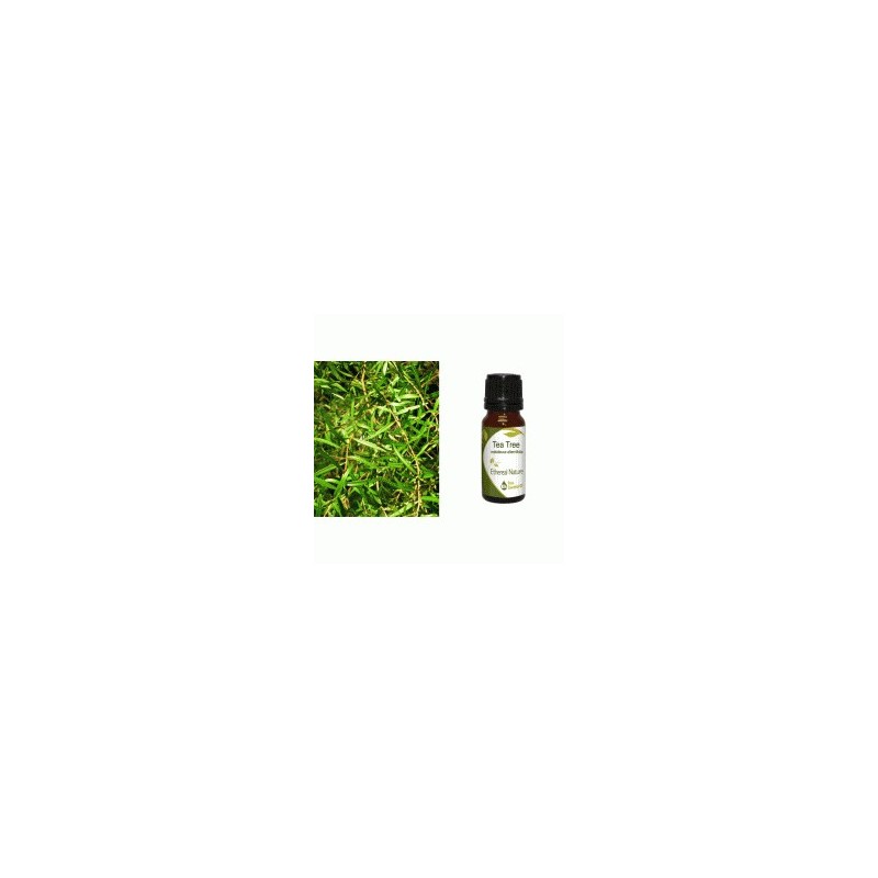 Αιθέριο Έλαιο Τεϊόδεντρο (Tea Tree) 10 ml